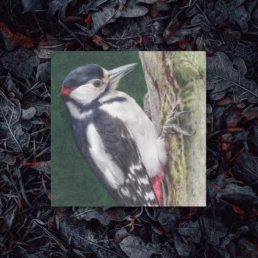 Great Spotted Woodpecker Greetings Card